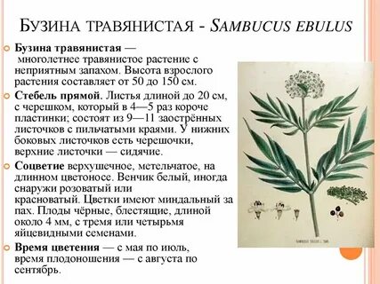 Бузина описание