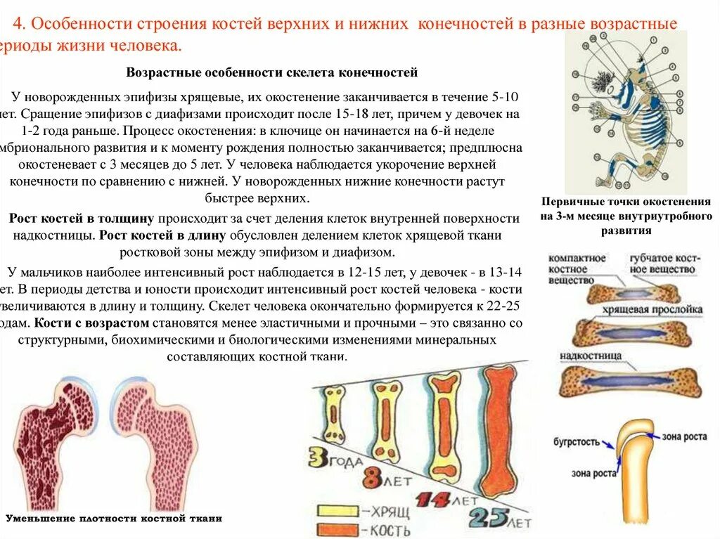 Возрастные особенности костей скелета верхних конечностей. Особенности строения костей в различные возрастные периоды. Возрастные особенности строения скелета. Возрастные особенности развития скелета туловища человека.