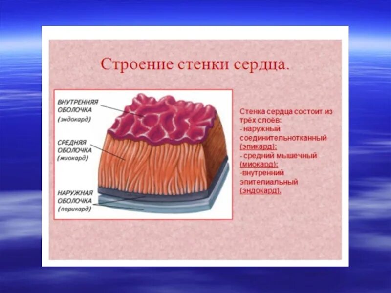 Под оболочкой называется