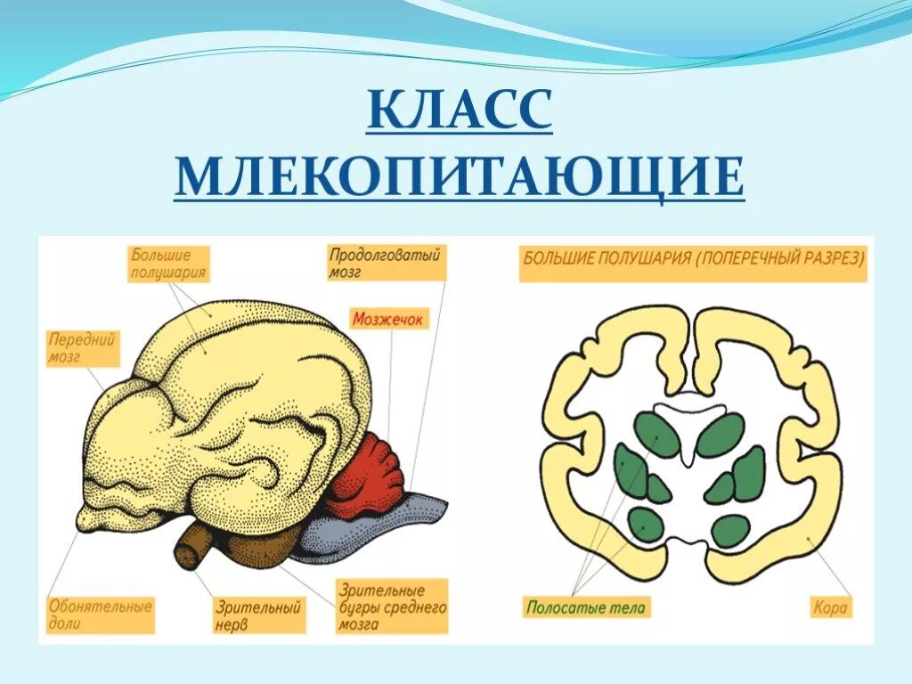 Нервная система млекопитающих сообщение. Нервная система млекопитающих головной мозг. нервная система млекопитающих 7. нервная система млекопитающих 7 класс. строение головного мозга млекопитающих.