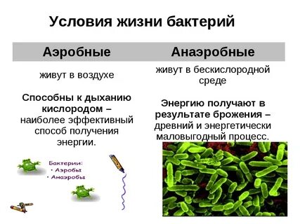 Для жизни бактерий необходима