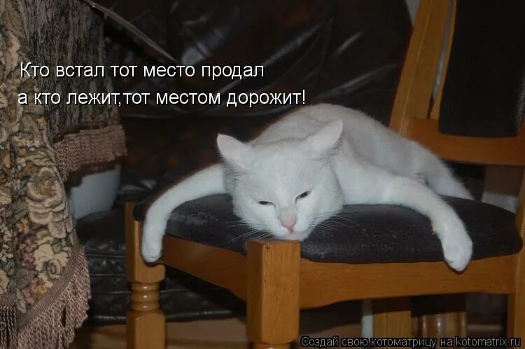 котик фото лежа и видно хвост. умеет лежать. расслабленный котик. они что не умеют лечь и лежать. кошка притворяется мертвой.