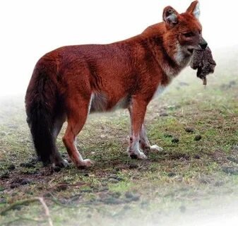 Drevni sex vido devstvinitsy