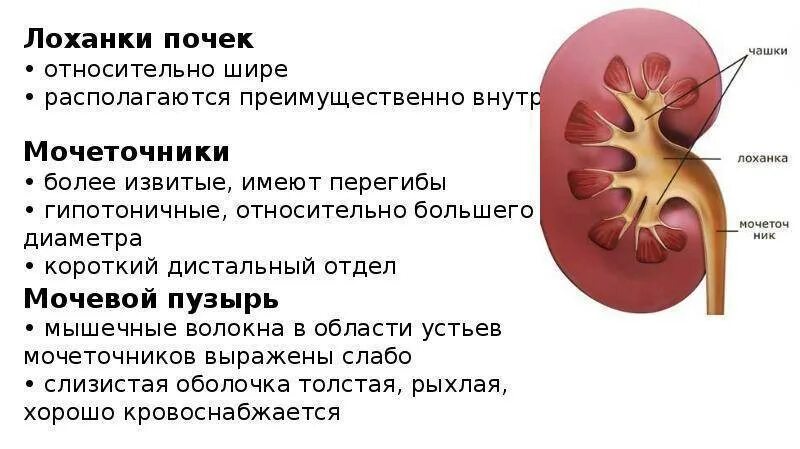 Почему увеличена почка