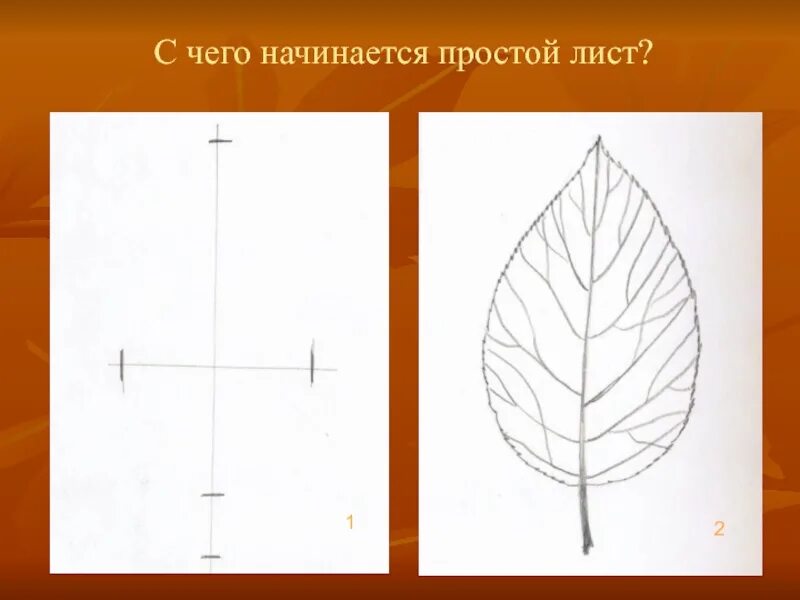Лист простой рисунок. Листья простым карандашом. Последовательность листьев. Нарисовать форму листьев простой лист. Картинка простого листа