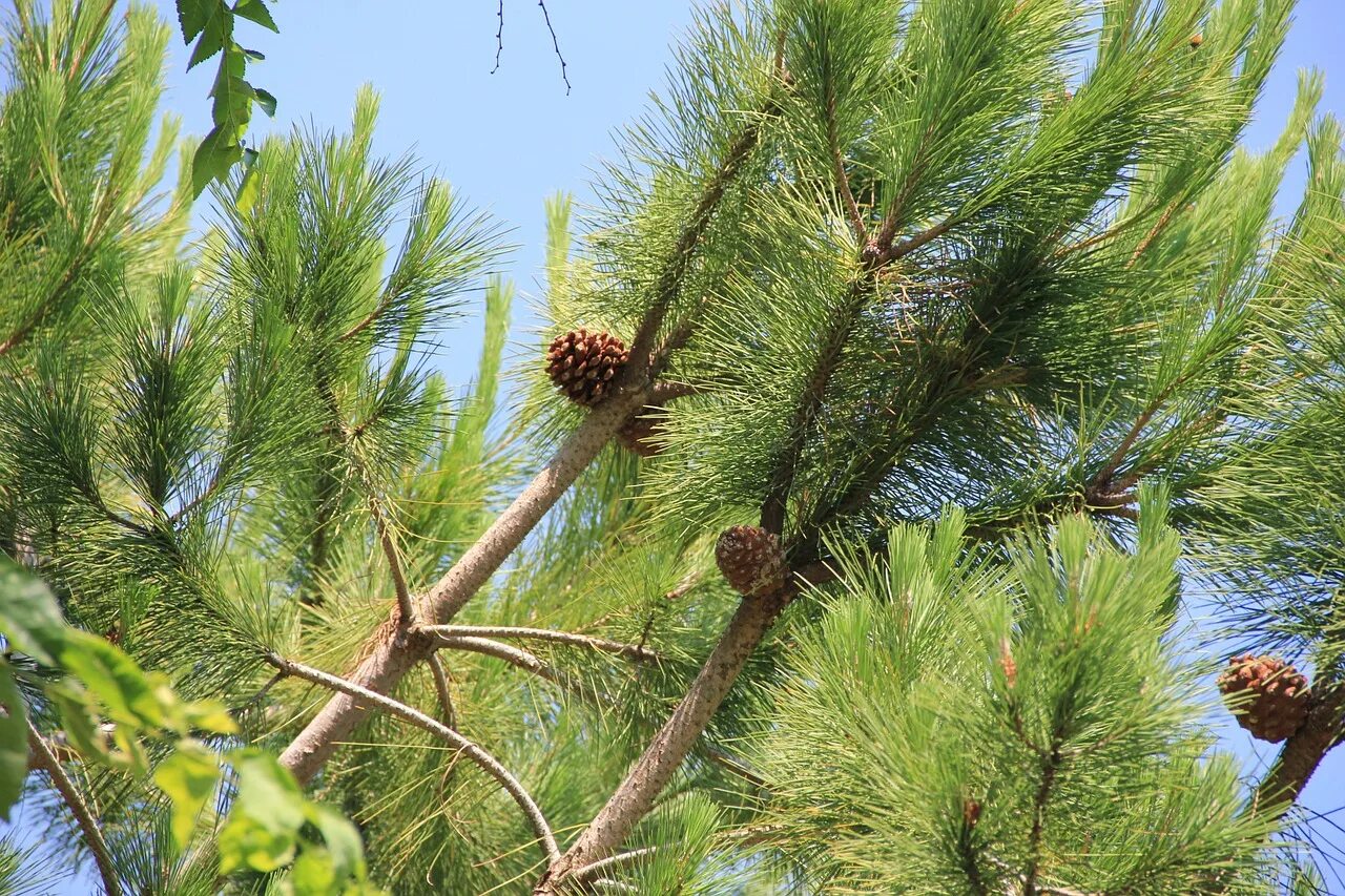 Сосна итальянская Pinus pinea шишка. Хвоинки дерева сосна Кедровая. Сосна Банкса шишки. Сосны Муррея Карелия. Гудящие сосны