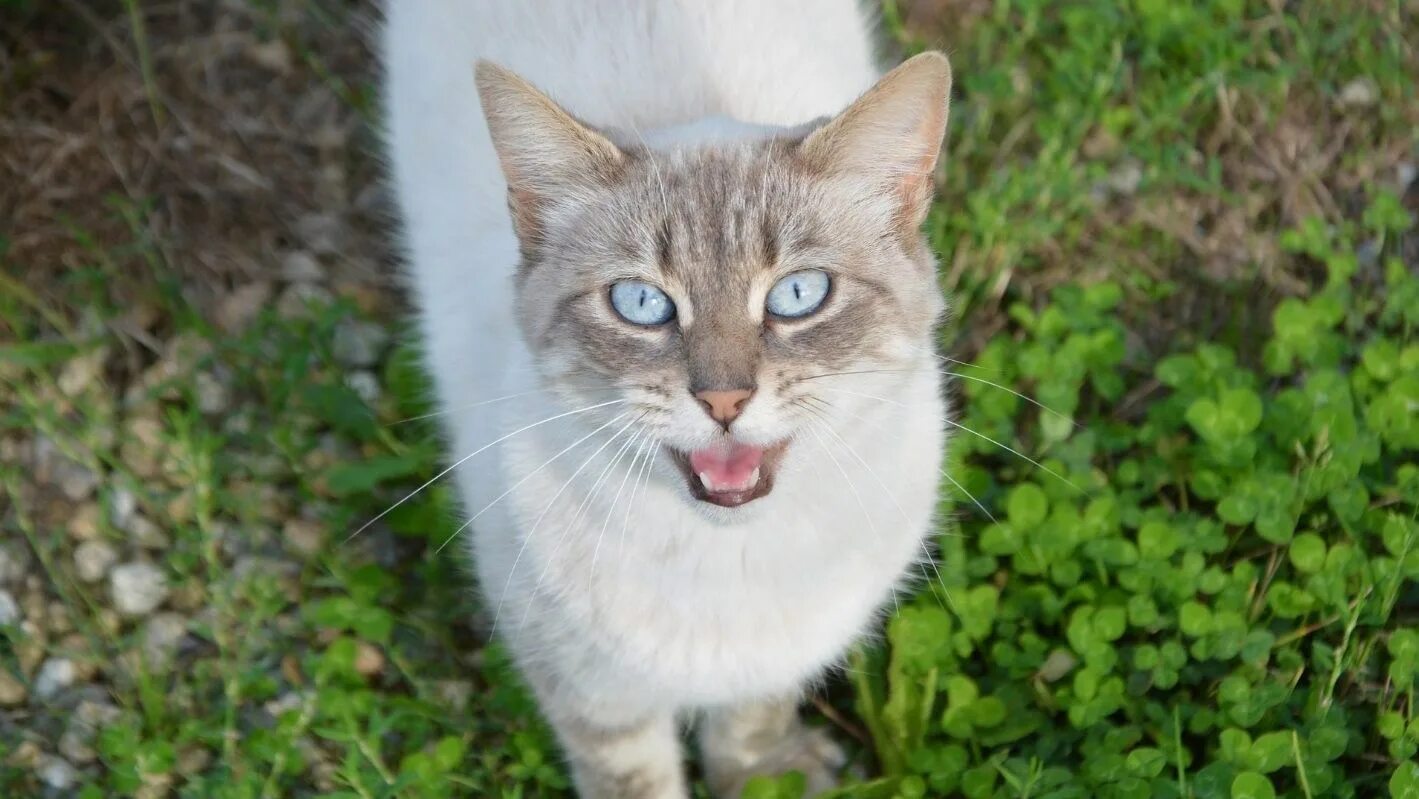 Кошачий голос слушать для кошек. Мяуканье кошки. Котенок мяукает. Кошка мяукает звук. Мяуканье кошки звук.