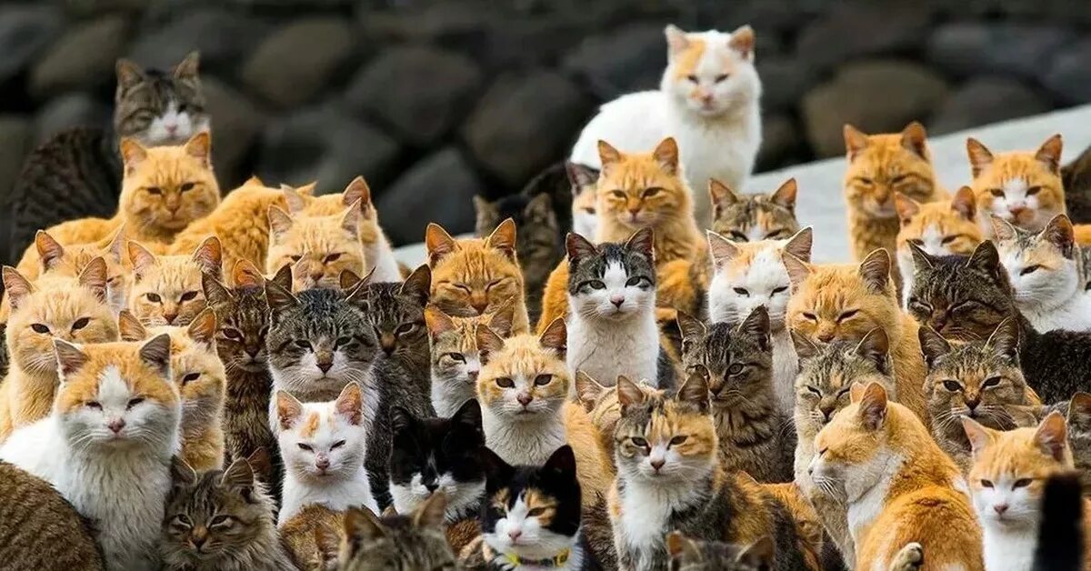 Некоторые кошки. Некоторые кошки