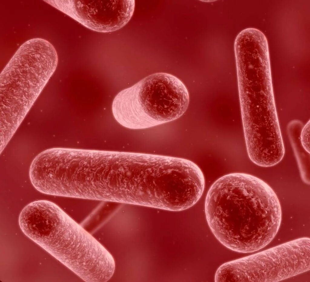 Полезные микроорганизмы. Бифидобактерии бифидум микроорганизмы. Bifidobacterium bifidum. Лактобактерии казеи. Бактерии бифидобактерии лактобактерии.