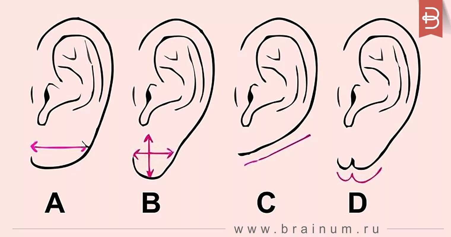 Мочка уха физиогномика. Формы ушей и их названия. Уши по английски слушать