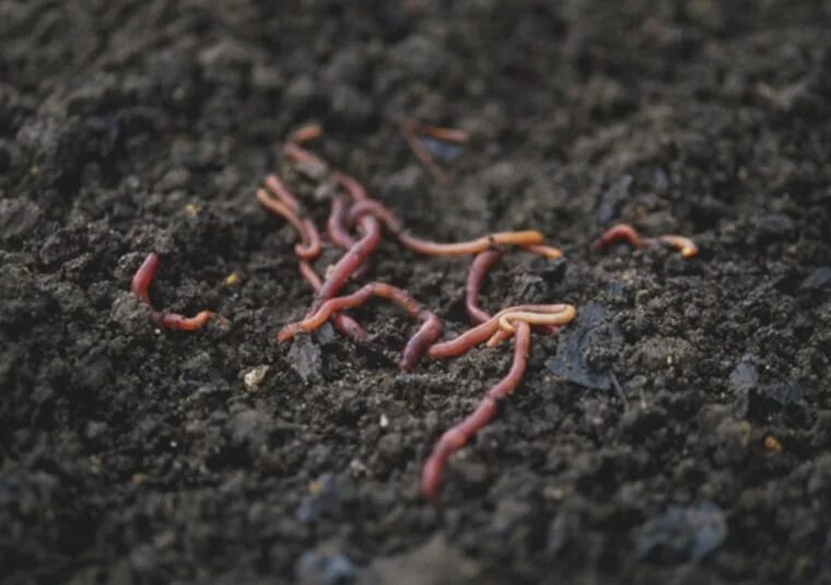 Мертвые черви. Червь навозный (Eisenia foetida). Desert Dirt and worms. Worm out.