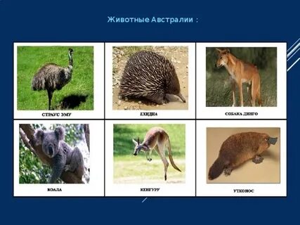 Животные австралии 4 класс