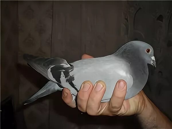 Как приготовить голубей