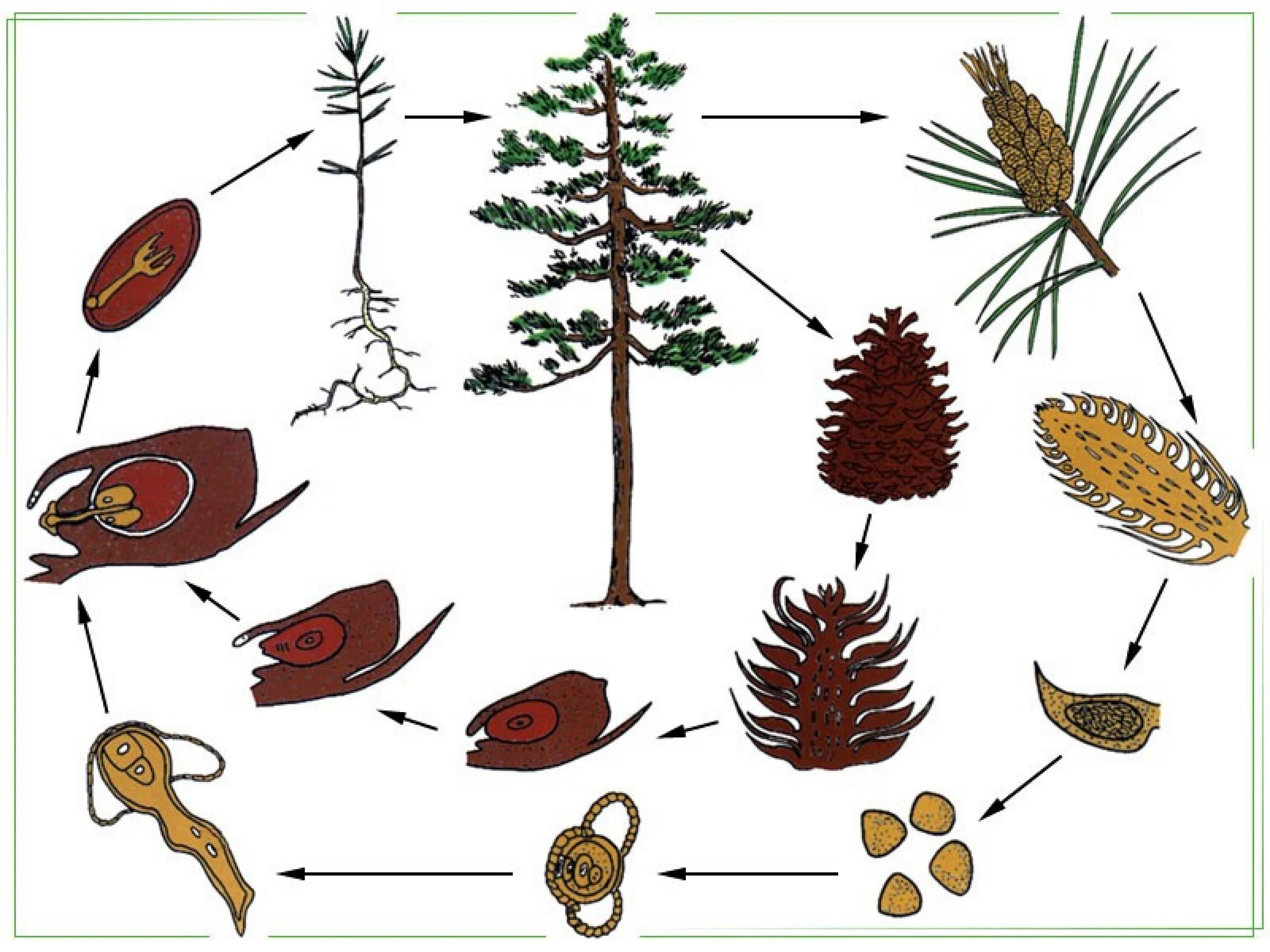 Семенное размножение сосны тип размножения. Размножение голосеменных сосна. Лиственница голосеменное. Жизненный цикл голосеменных егэ. Цикл развития сосны обыкновенной 7 класс.