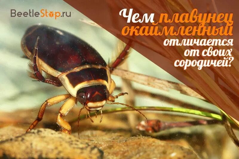 Жук плавунец летает или нет. Жук плавунец летает. плавунец окаймленный. плавунец бороздчатый.