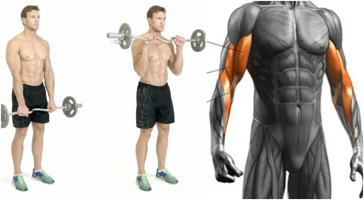 Reverse Grip ez Bar Curl. Подъем штанги на бицепс. Упражнения с ez образной штангой. Reverse Grip Barbell Curls. Standing grip