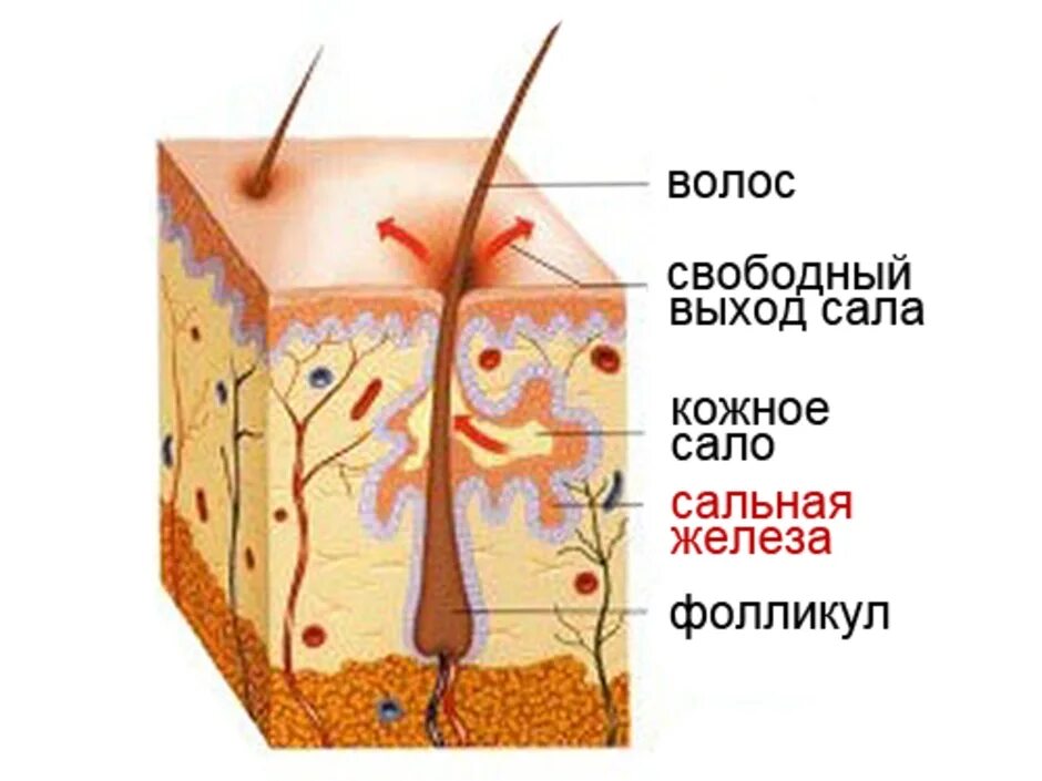 Потовые и сальные железы строение. Комедоны схема волосяной фолликул. Эккринные и апокринные потовые железы. Как выглядит сальные железы. Строение кожи потовая железа.