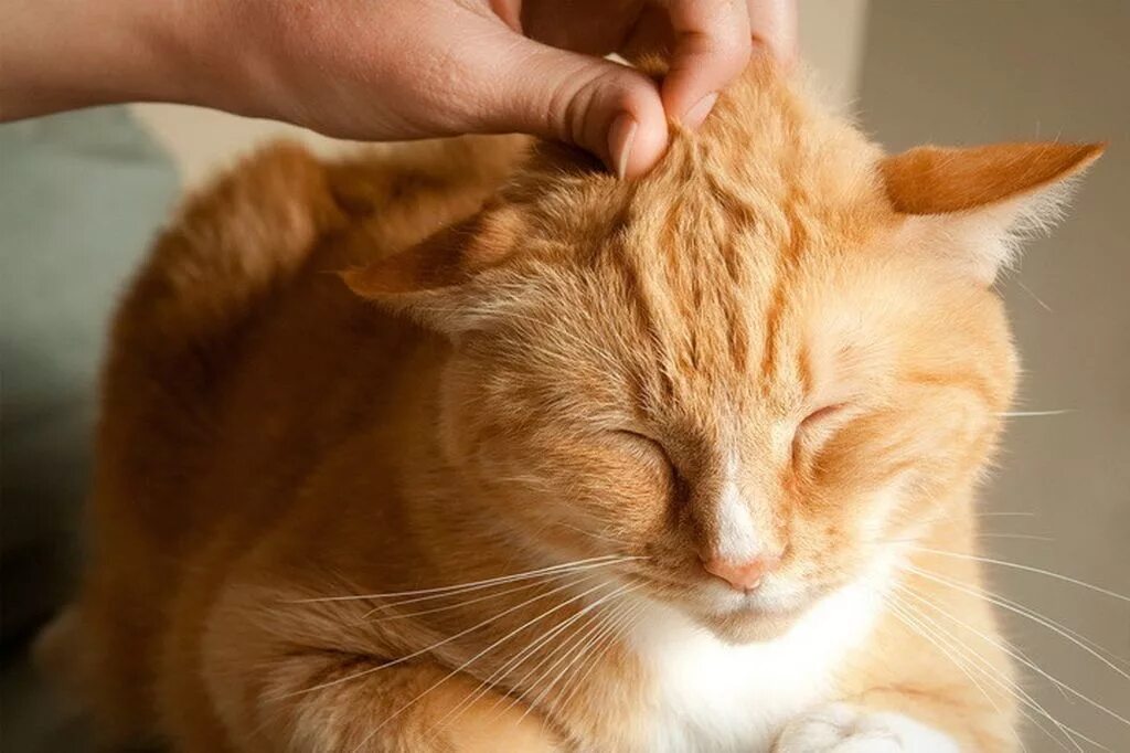 Котика гладят. Гладить кошку. поглаживание кота. кот мурлычет. гладят рыжего кота.