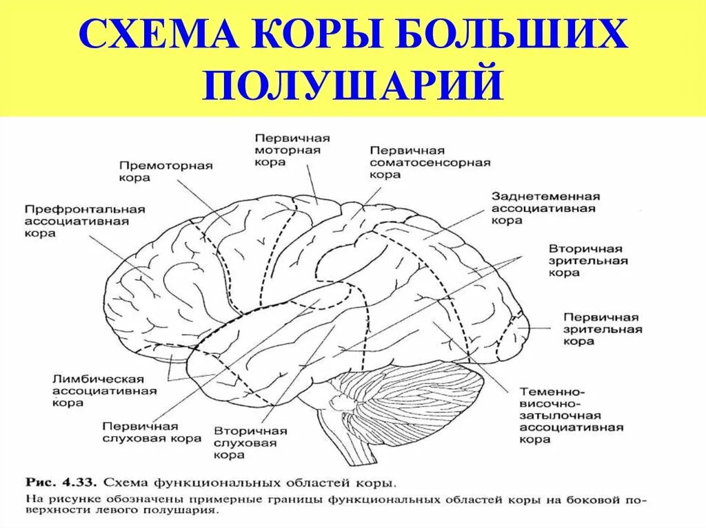 Отделы коры головного мозга. Фронтальные зоны коры больших полушарий головного мозга. Расположение долей коры больших полушарий