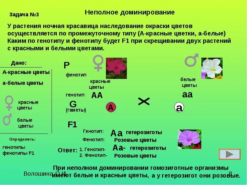 2 Закон Менделя при неполном доминировании. Ночная красавица скрещивании растения. Наследование окраски у ночной красавицы. У растения ночная красавица наследование окраски.