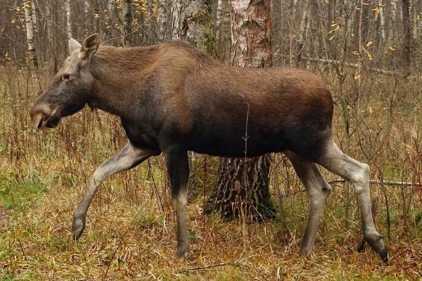 Лось без рогов. Безрогий Лось. Ильменский заповедник Лось. Лось лосиха лосенок. Европейский Лось.