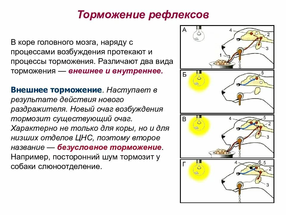 Торможение условных рефлексов. Процессы возбуждения и торможения, протекающие в мозге. Механизм внешнего торможения условного рефлекса. Процессы торможения в коре головного мозга.