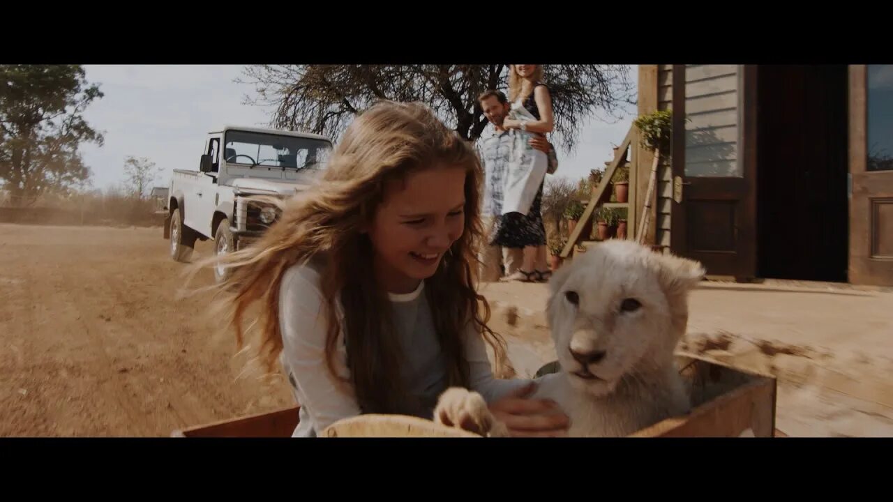 Белый лев. Гордые львы. Лев альбинос фото. Лев альбинос. Белый лев животное.