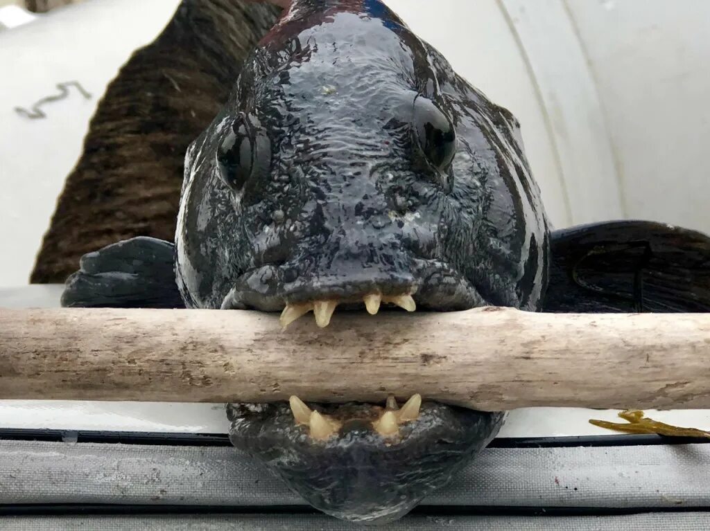 Зубатка черноморская. Зубатка рыба. Рыба зубатка дальневосточная. Морской волк зубатка. Как выглядит голова зубатки.