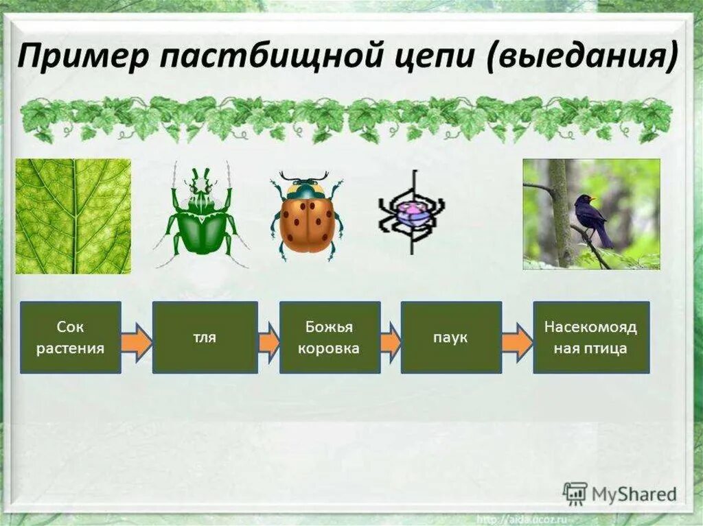 Цепь выедания пастбищная. Цепь питания выедания. Что такое цепь выедания биология 5 класс. Детритная цепь питания цепь выедания. Сок розового куста тля паук насекомоядная птица