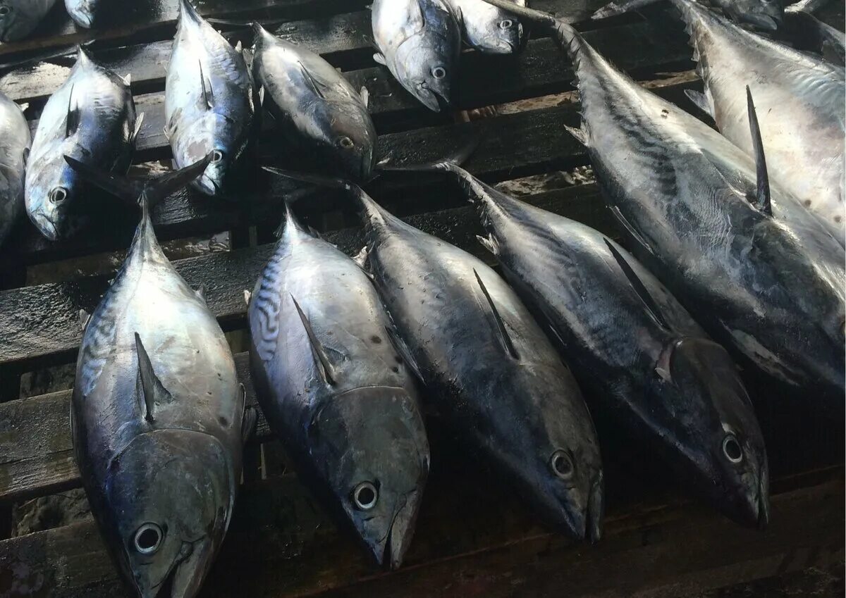 Где купить недорого рыбы. Дешевая рыба. Самая дешевая рыба. Дешевые сорта рыбы. Сейшельские острова тунец.