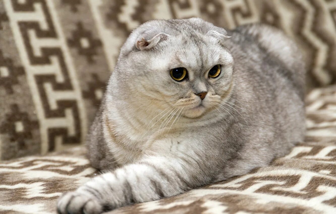 Рассмотрите фотографию кошки породы шотландская вислоухая. Кот вислоухий скоттиш фолд. Шотландский вислоухий кот скоттиш фолд. Шотландская кошка скоттиш фолд. Шотландская вислоухая кошка серая.