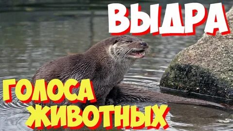 Дико учим