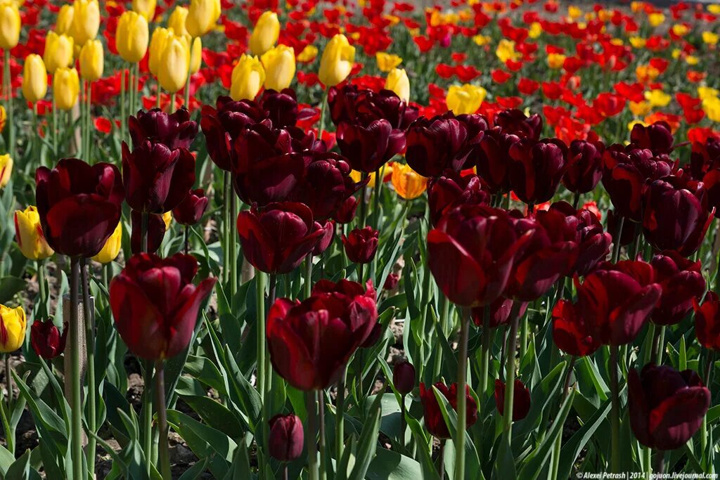 Тюльпаны разные сорта. Какого цвета бывают тюльпаны. Тюльпан дойч прайд. Тюльпан майтрисс. Долгоцветущие тюльпаны сорта.