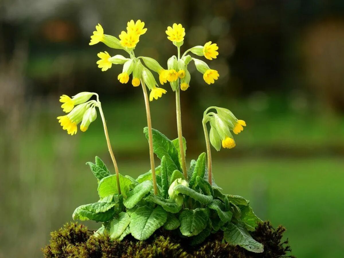 Примула первоцвет весенний. Первоцвет весенний (Primula veris l.). Первоцвет весенний примула баранчики. Примула Верис. Первоцвет ключики петра