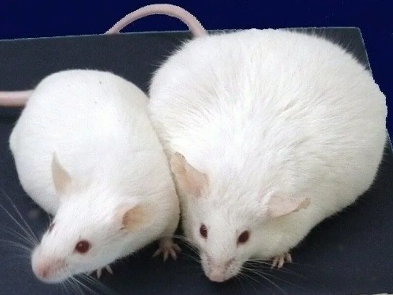 Толще белая. Толстая крыса. Толстая мышь. Белая мышь.
