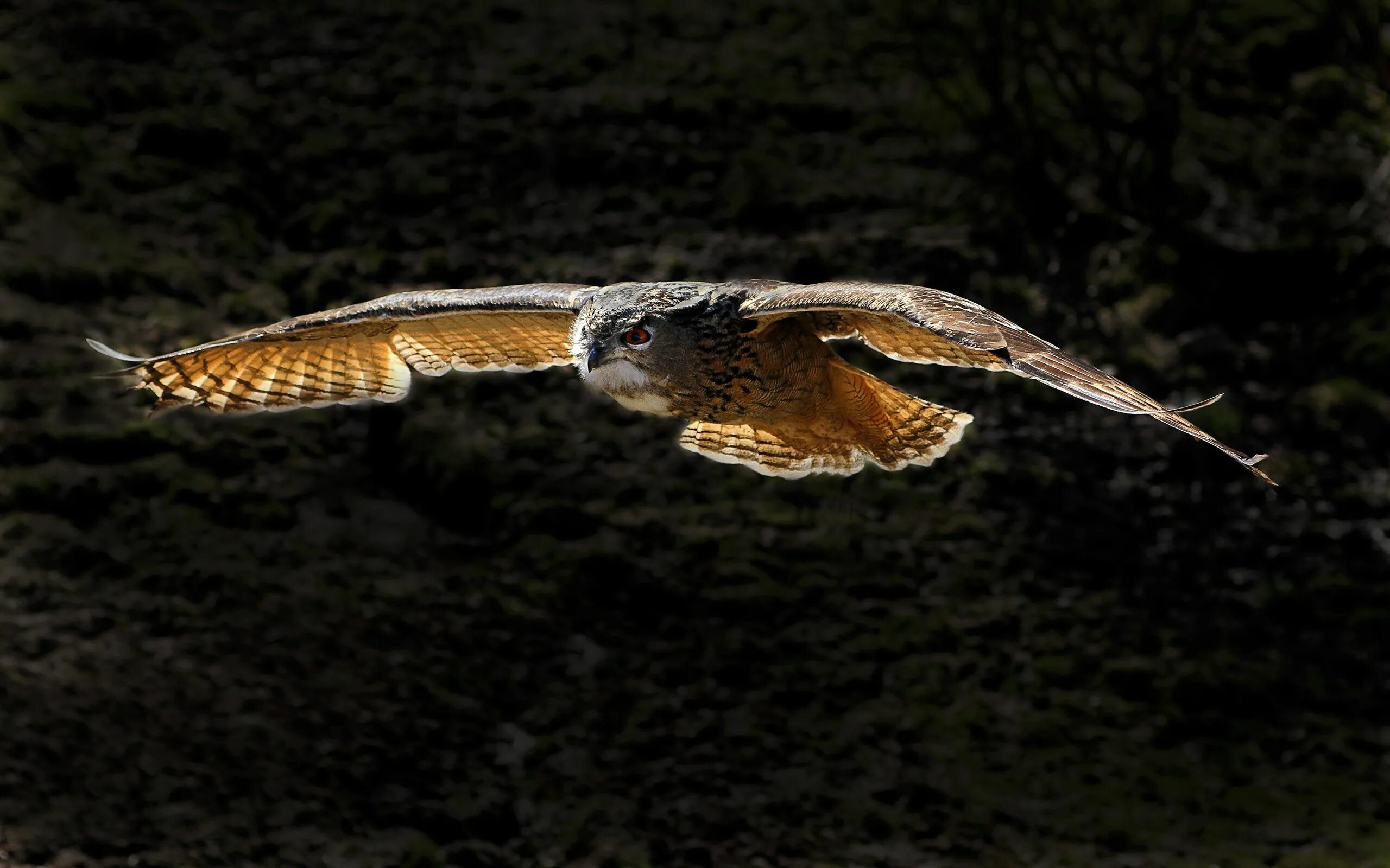 ). ястреб краснохвостый сарыч. краснохвостый ястреб. сокол пилигрим. ястреб птица.