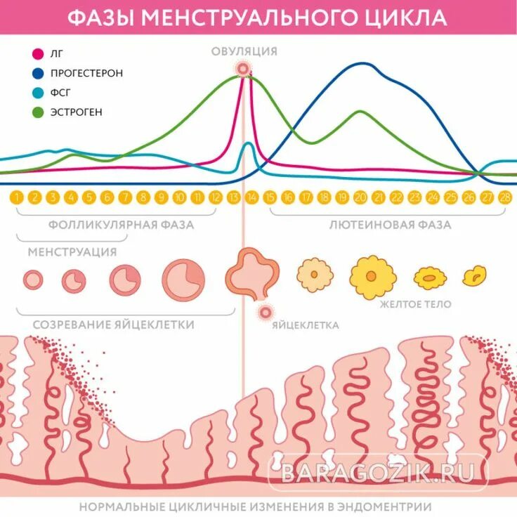 Какая бывает овуляция у женщин