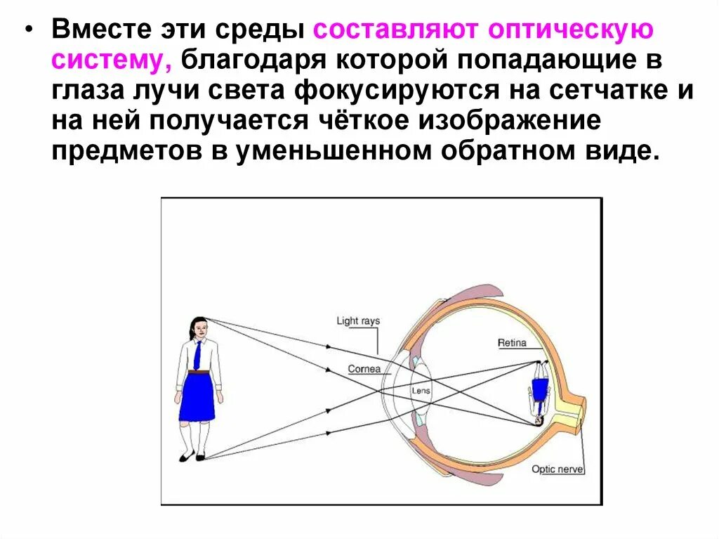 Изображение на сетчатке глаза появляется. Формирование изображения на сетчатке. Проецирование изображений на сетчатку. Анализаторызрительны оптическая система. Механизм построения изображения на сетчатке.