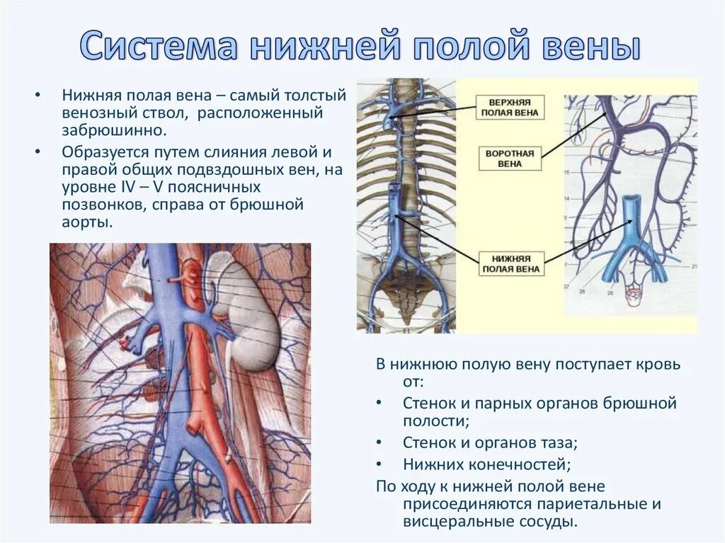 Две верхние полые вены