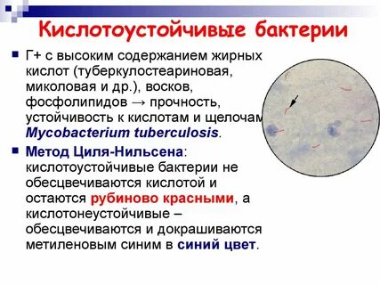 Микобактерии туберкулеза обнаруживают