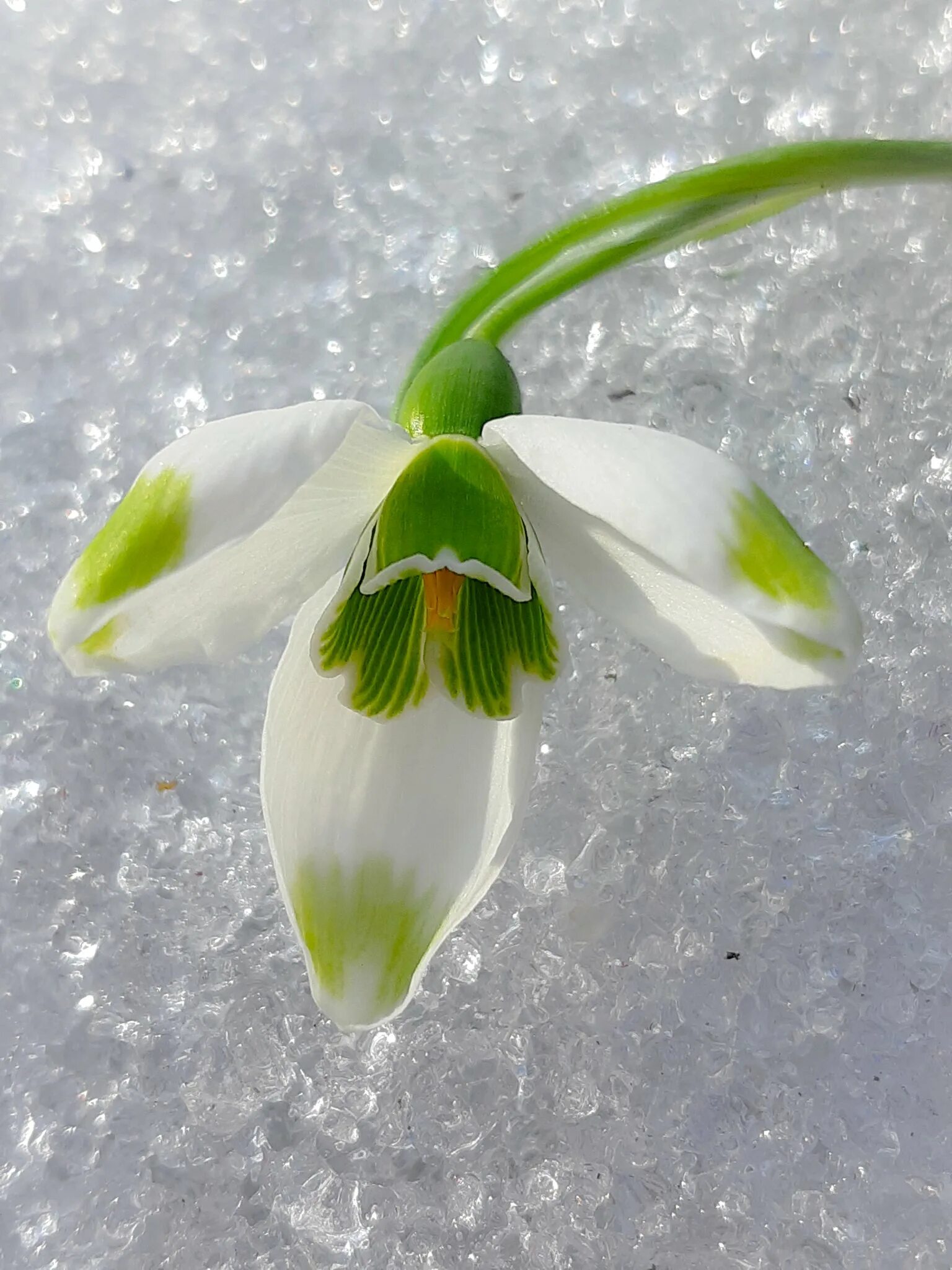 Магнитный пазл 27x18см."Подснежники, galanthus nivalis, цветок" на холодильник -
