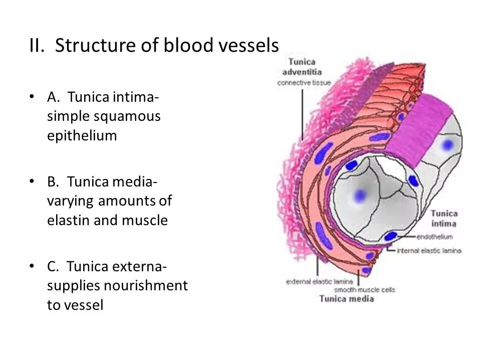 Tunica перевод с латинского. Blood Vessel structure. Строение Tunica intima. Вена Tunica intima Tunica Media Tunica externa локализация.