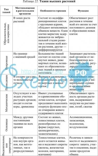 Таблица ткани животных 7 класс. Растительные ткани и их функции таблица. таблица ткани организмов растений. функции тканей растений таблица. таблица «типы тканей высших растений»..