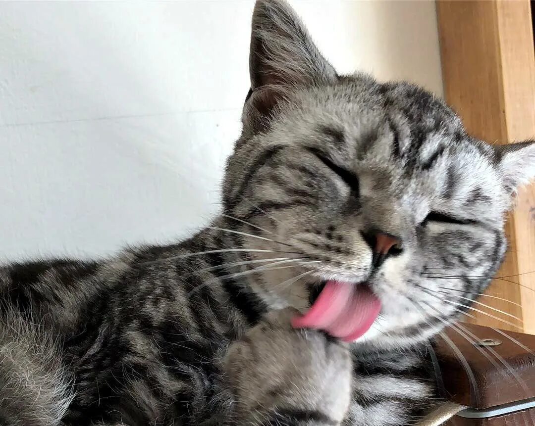 Кот облизывается и сглатывает. Кошка умывается. кошка вылизывается. котенок облизывается. кошка умывается язычком.