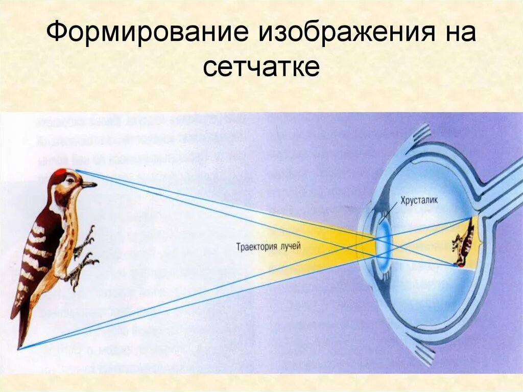 Формирование изображения на сетчатке. Формирование изображения на сетчатке глаза. Формирование изображения в глазу. Формирование изображения на сетчатке физиология.