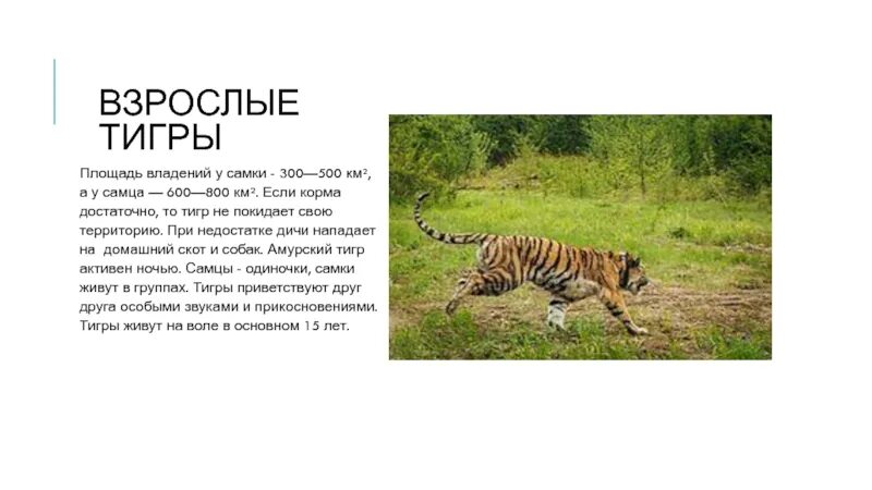 Вес Амурского тигра самца взрослого. Тигр текст. Презентация в тигриной стиле. Размер территории владения тигра.