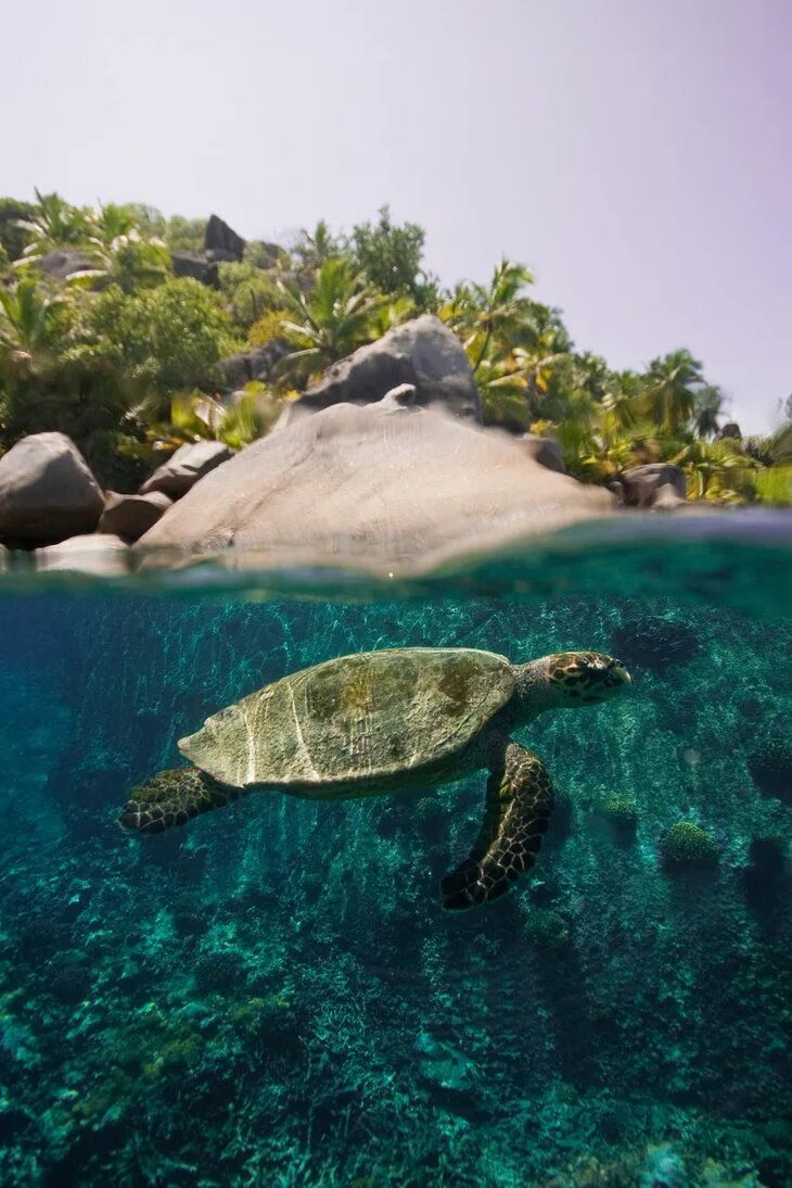 Сейшельские черепахи. Остров Альдабра Сейшелы черепахи. Черепаха сейшельская Занзибар. Черепаха Альдабра на Сейшелах. Морская черепаха Сейшелы.