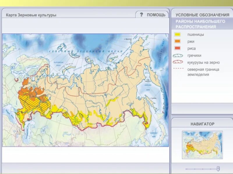 Контурная карта география сельское хозяйство. Районы выращивания сахарной свеклы подсолнечника риса и сои. Карта посева пшеницы в России. Основные районы возделывания пшеницы на карте России. Районы возделывания пшеницы в России.