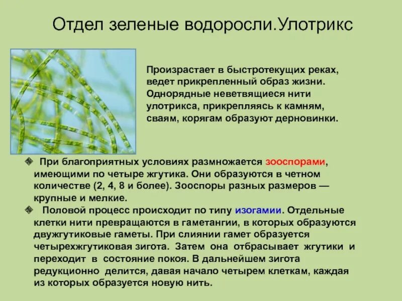 Chlorophyta отдел зелёные водоросли. Особенности строения зеленых водорослей. Характеристика отдела зеленые водоросли. Размеры зеленых водорослей. Спорофитом улотрикса является