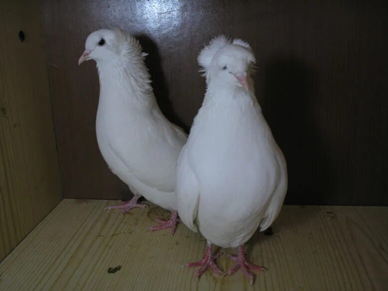 Бойные голуби бакинцы широкохвостые. Бакинские бойные голуби гривуны. Бакинские бойные голуби чили. Бакинские бойные голуби бакинцы. Бойные голуби бакинцы чубатые.